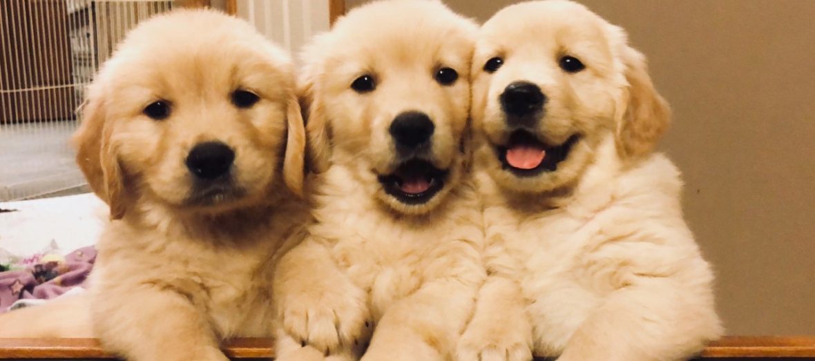 non registered golden retriever puppies